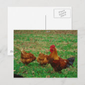 Rooster en zijn kippen briefkaart (Voorkant / Achterkant)