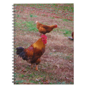 Rooster en zijn kippen notitieboek