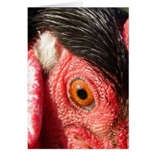 Rooster Eye (Voorkant)