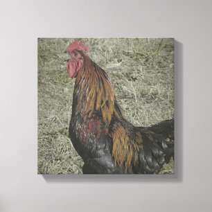 Rooster Grunge Canvas Afdruk