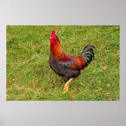 Rooster (haantjes) poster (Voorkant)