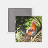 Rooster in de bladeren magneet (Voorkant / Achterkant)