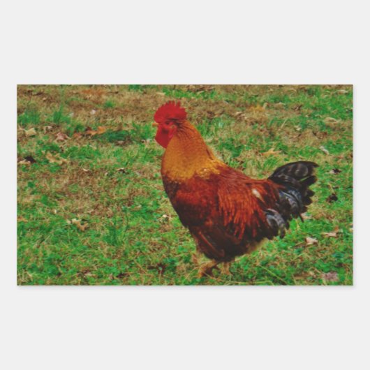 Rooster in de Yard Rechthoekige Sticker (Voorkant)