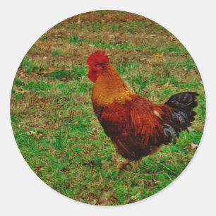 Rooster in de Yard Ronde Sticker