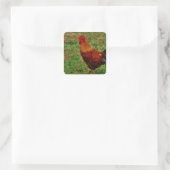 Rooster in de Yard Vierkante Sticker (Tas)