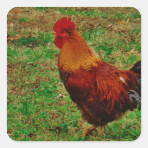 Rooster in de Yard Vierkante Sticker
