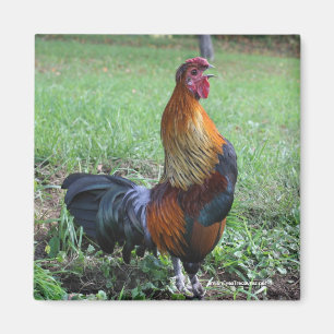 Rooster kraaien Natuur fotomagneet Magneet