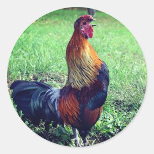 Rooster kweekdier ronde sticker
