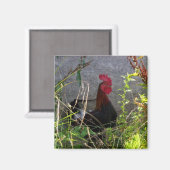 Rooster Magnet Magneet (Voorkant / Achterkant)