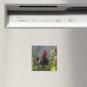 Rooster Magnet Magneet (Insitu (Vaatwasser))