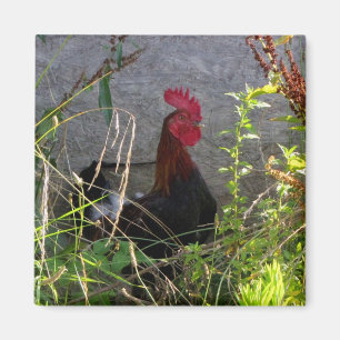 Rooster Magnet Magneet