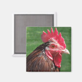 Rooster Magnet Magneet (Voorkant / Achterkant)