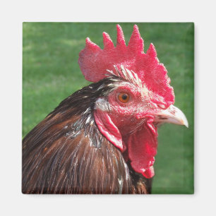 Rooster Magnet Magneet