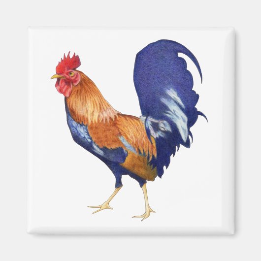 Rooster Magnet Magneet (Voorkant)