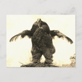Rooster-Man - Briefkaart