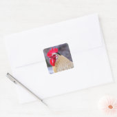 Rooster met Cockscomb Vierkante Sticker (Envelop)