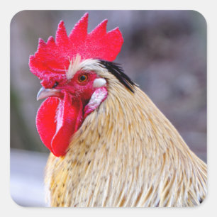 Rooster met Cockscomb Vierkante Sticker