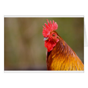 Rooster met kop van de Rode Kruis