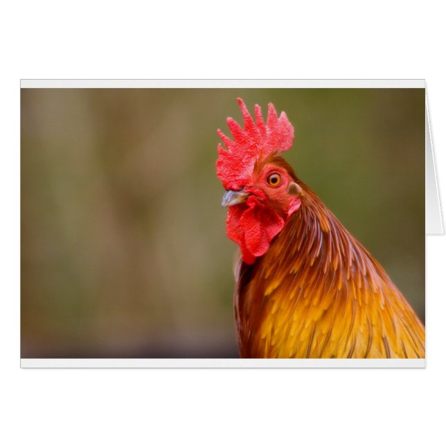 Rooster met kop van de Rode Kruis (Voorkant Horizontaal)