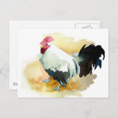 Rooster met standplaats briefkaart (Voorkant / Achterkant)