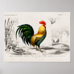 Rooster op boerderij poster