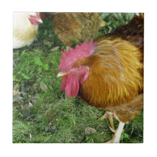 Rooster op de Prowl Tegeltje