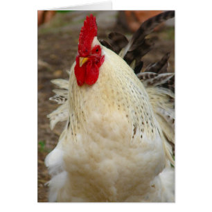 Rooster op een dag van de Windy