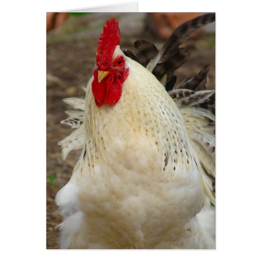 Rooster op een dag van de Windy (Voorkant)