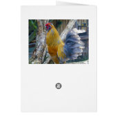 Rooster Orange Fluffy, Carte Anniversaire (Dos)