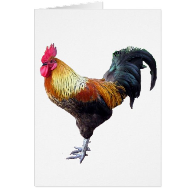 Rooster Plain (Voorkant)