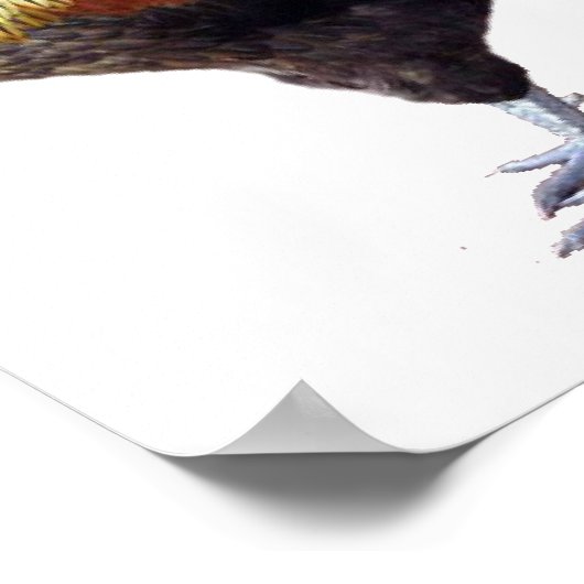Rooster Plain Poster (Hoek)