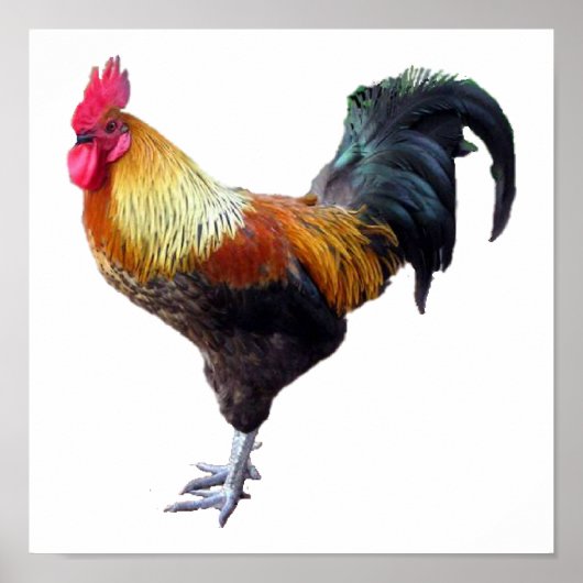 Rooster Plain Poster (Voorkant)