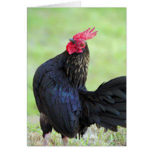 Rooster Portrait