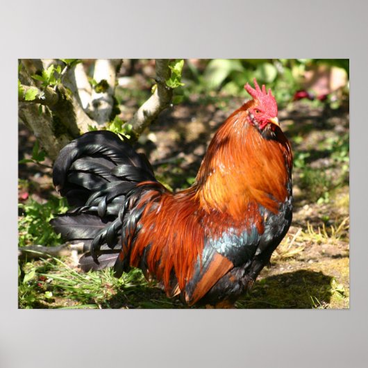rooster poster (Voorkant)