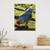 Rooster-Poster Poster (Keuken)
