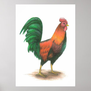 Rooster-Poster Poster