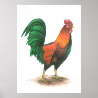 Rooster-Poster Poster