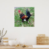 Rooster-Poster uitvoeren Poster (Keuken)