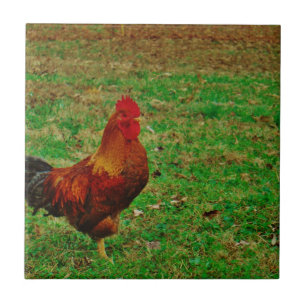 Rooster rechtsaf tegeltje