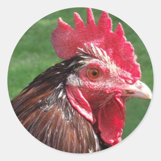Rooster Stickers (Voorkant)