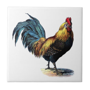  Rooster Tegeltje