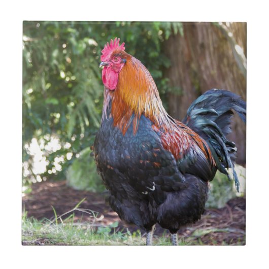 Rooster Tegeltje (Voorkant)