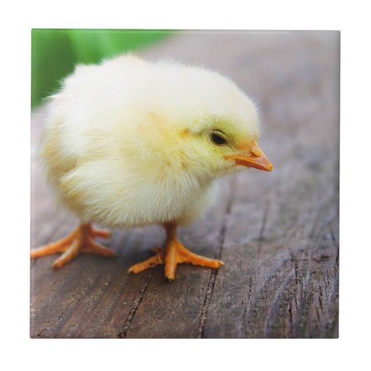 rooster tegeltje (Voorkant)