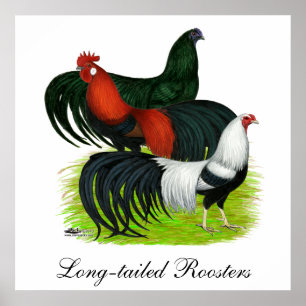 Rooster Trio met lange staart Poster