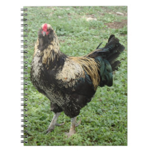 Rooster van Black & Gold Ameraucana Notitieboek