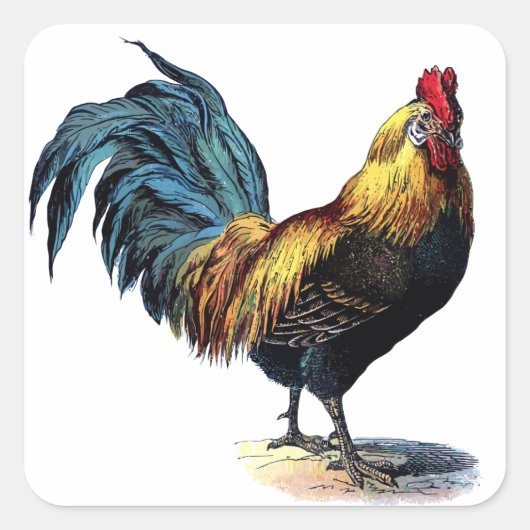  rooster vierkante sticker (Voorkant)