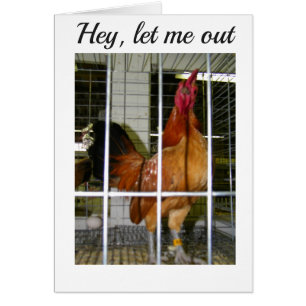 ROOSTER WIL ZEGGEN DAT ZIJN GROTE DAG JULLIE WENST