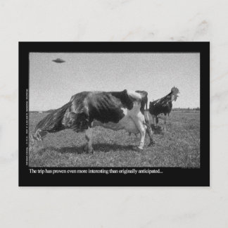 Roostercows Postcard Briefkaart