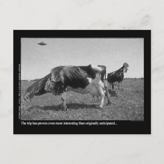 Roostercows Postcard Briefkaart (Voorkant)