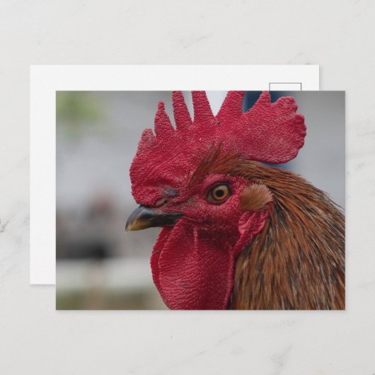 Roosterkop Briefkaart (Voorkant / Achterkant)